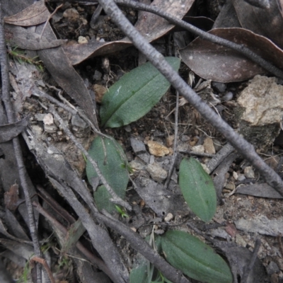 Chiloglottis sp. (A Bird/Wasp Orchid) at Tallaganda State Forest - 9 Oct 2021 by Liam.m