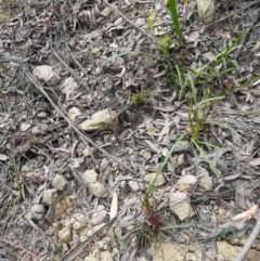 Stylidium graminifolium (grass triggerplant) at Farringdon, NSW - 10 Oct 2021 by Liam.m