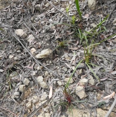 Stylidium graminifolium (Grass Triggerplant) at Farringdon, NSW - 9 Oct 2021 by Liam.m