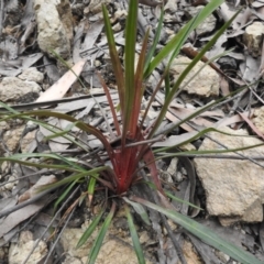 Stylidium graminifolium at Farringdon, NSW - 10 Oct 2021