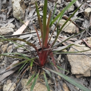 Stylidium graminifolium at Farringdon, NSW - 10 Oct 2021