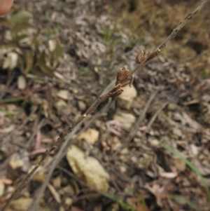 Stylidium graminifolium at Farringdon, NSW - 10 Oct 2021