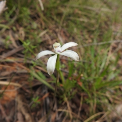 Caladenia ustulata (Brown Caps) at Tallaganda State Forest - 9 Oct 2021 by Liam.m