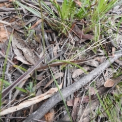 Caladenia ustulata at Rossi, NSW - 10 Oct 2021