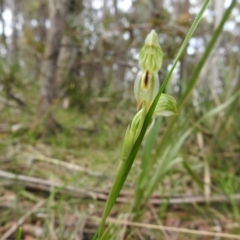 Bunochilus montanus (ACT) = Pterostylis jonesii (NSW) (Montane Leafy Greenhood) at Rossi, NSW - 10 Oct 2021 by Liam.m