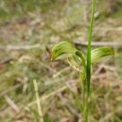 Bunochilus montanus at Rossi, NSW - 10 Oct 2021