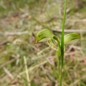 Bunochilus montanus (ACT) = Pterostylis jonesii (NSW) at Rossi, NSW - 10 Oct 2021