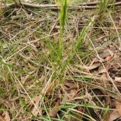 Bunochilus montanus at Rossi, NSW - 10 Oct 2021