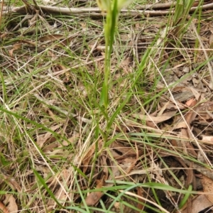 Bunochilus montanus (ACT) = Pterostylis jonesii (NSW) at Rossi, NSW - 10 Oct 2021