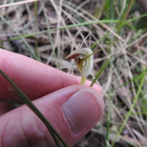 Pterostylis pedunculata at Rossi, NSW - 10 Oct 2021