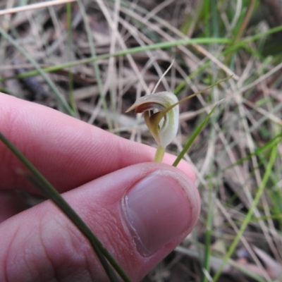 Pterostylis pedunculata (Maroonhood) at Tallaganda State Forest - 10 Oct 2021 by Liam.m