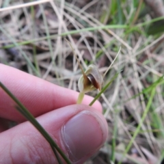 Pterostylis pedunculata at Rossi, NSW - 10 Oct 2021