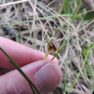 Pterostylis pedunculata at Rossi, NSW - 10 Oct 2021