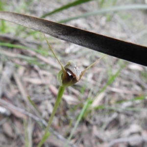 Pterostylis pedunculata at Rossi, NSW - 10 Oct 2021