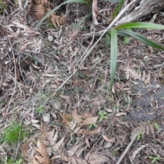 Chiloglottis sp. (A Bird/Wasp Orchid) at Rossi, NSW - 9 Oct 2021 by Liam.m