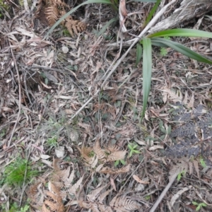 Chiloglottis sp. at Rossi, NSW - 10 Oct 2021