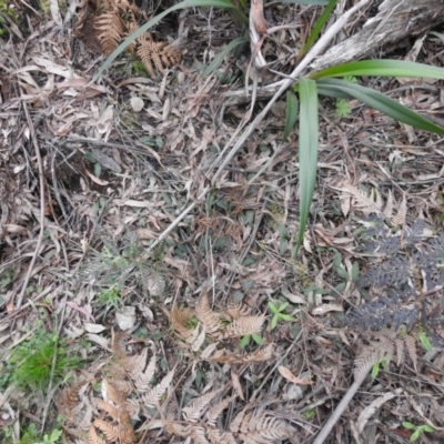 Chiloglottis sp. (A Bird/Wasp Orchid) at Rossi, NSW - 10 Oct 2021 by Liam.m