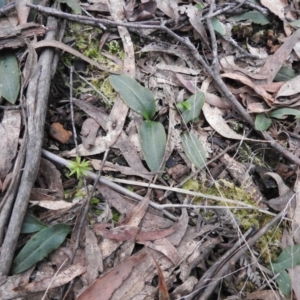 Chiloglottis sp. at Rossi, NSW - 10 Oct 2021