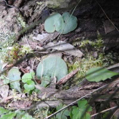 Corysanthes sp. (A Helmet Orchid) at Tallaganda State Forest - 9 Oct 2021 by Liam.m
