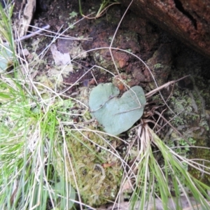 Corysanthes sp. at suppressed - suppressed