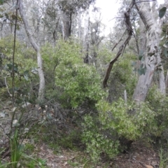 Leucopogon affinis (Lance Beard-heath) at Rossi, NSW - 10 Oct 2021 by Liam.m