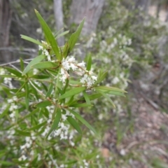 Leucopogon affinis at Rossi, NSW - suppressed