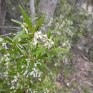 Leucopogon affinis at Rossi, NSW - 10 Oct 2021