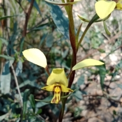 Diuris nigromontana (Black Mountain Leopard Orchid) at Black Mountain - 8 Oct 2021 by Lou