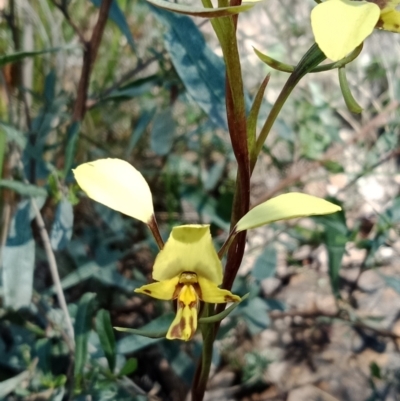 Diuris nigromontana (Black Mountain Leopard Orchid) at Point 5595 - 8 Oct 2021 by Lou