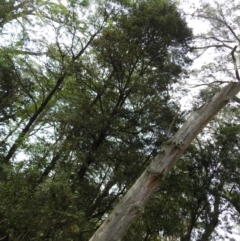 Pittosporum bicolor (Banyalla) at Tallaganda State Forest - 9 Oct 2021 by Liam.m