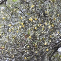 Pittosporum bicolor at Harolds Cross, NSW - suppressed