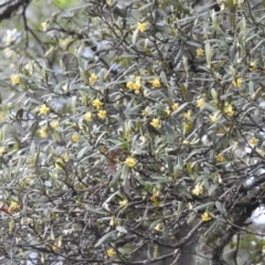Pittosporum bicolor at Harolds Cross, NSW - 10 Oct 2021