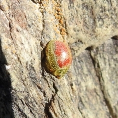 Paropsisterna fastidiosa (Eucalyptus leaf beetle) at Carwoola, NSW - 9 Oct 2021 by Liam.m