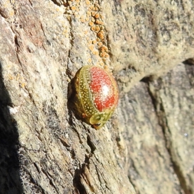 Paropsisterna fastidiosa (Eucalyptus leaf beetle) at Carwoola, NSW - 9 Oct 2021 by Liam.m