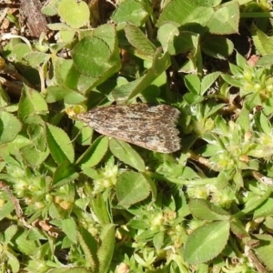 Achyra affinitalis at Carwoola, NSW - 8 Oct 2021