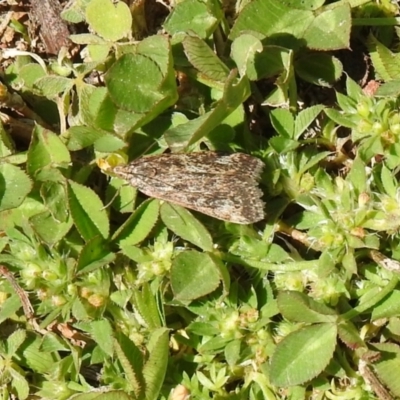 Achyra affinitalis (Cotton Web Spinner) at Carwoola, NSW - 8 Oct 2021 by Liam.m