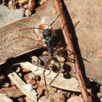 Camponotus suffusus (Golden-tailed sugar ant) at QPRC LGA - 6 Oct 2021 by Liam.m