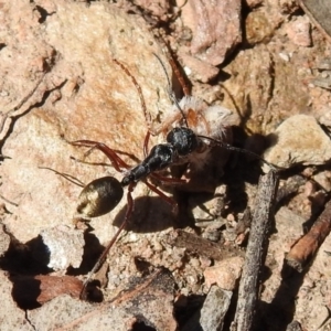 Camponotus suffusus at Carwoola, NSW - 7 Oct 2021