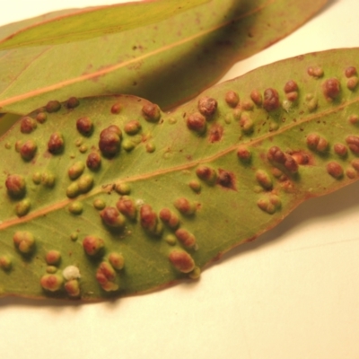 Eucalyptus insect gall at Pollinator-friendly garden Conder - 23 Sep 2021 by michaelb