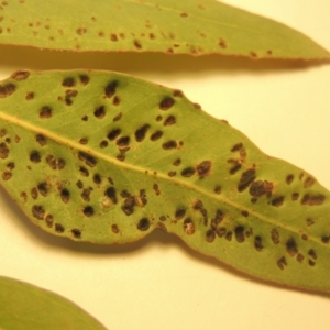 Eucalyptus insect gall at Conder, ACT - 23 Sep 2021