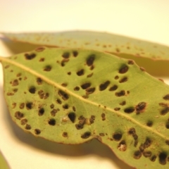 Eucalyptus insect gall at Conder, ACT - 23 Sep 2021 03:49 PM