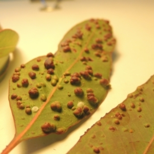 Eucalyptus insect gall at Conder, ACT - 23 Sep 2021 03:49 PM