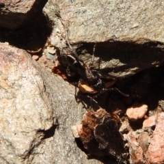 Rhytidoponera sp. (genus) (Rhytidoponera ant) at Carwoola, NSW - 7 Oct 2021 by Liam.m