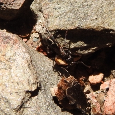 Rhytidoponera sp. (genus) (Rhytidoponera ant) at Carwoola, NSW - 7 Oct 2021 by Liam.m