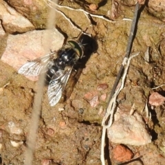 Tabanidae (family) (Unidentified march or horse fly) at QPRC LGA - 6 Oct 2021 by Liam.m