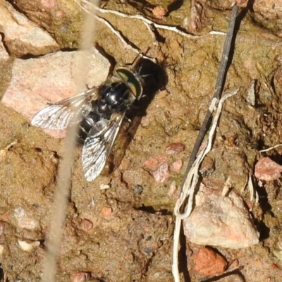 Tabanidae (family) (Unidentified march or horse fly) at QPRC LGA - 6 Oct 2021 by Liam.m