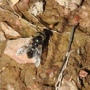 Tabanidae (family) at Carwoola, NSW - 7 Oct 2021