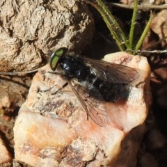 Tabanidae (family) at Carwoola, NSW - 7 Oct 2021