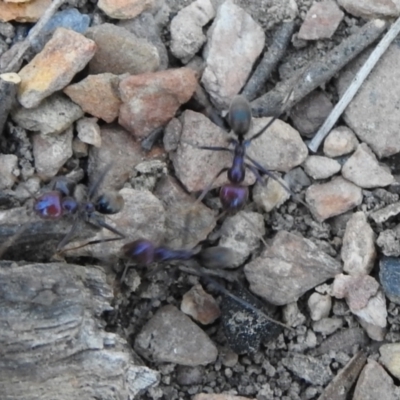 Iridomyrmex purpureus (Meat Ant) at QPRC LGA - 8 Oct 2021 by Liam.m