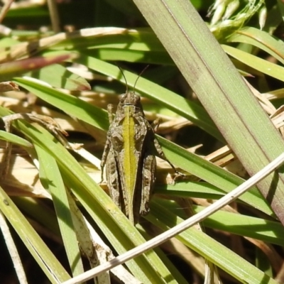 Paratettix australis (A pygmy grasshopper) at QPRC LGA - 6 Oct 2021 by Liam.m